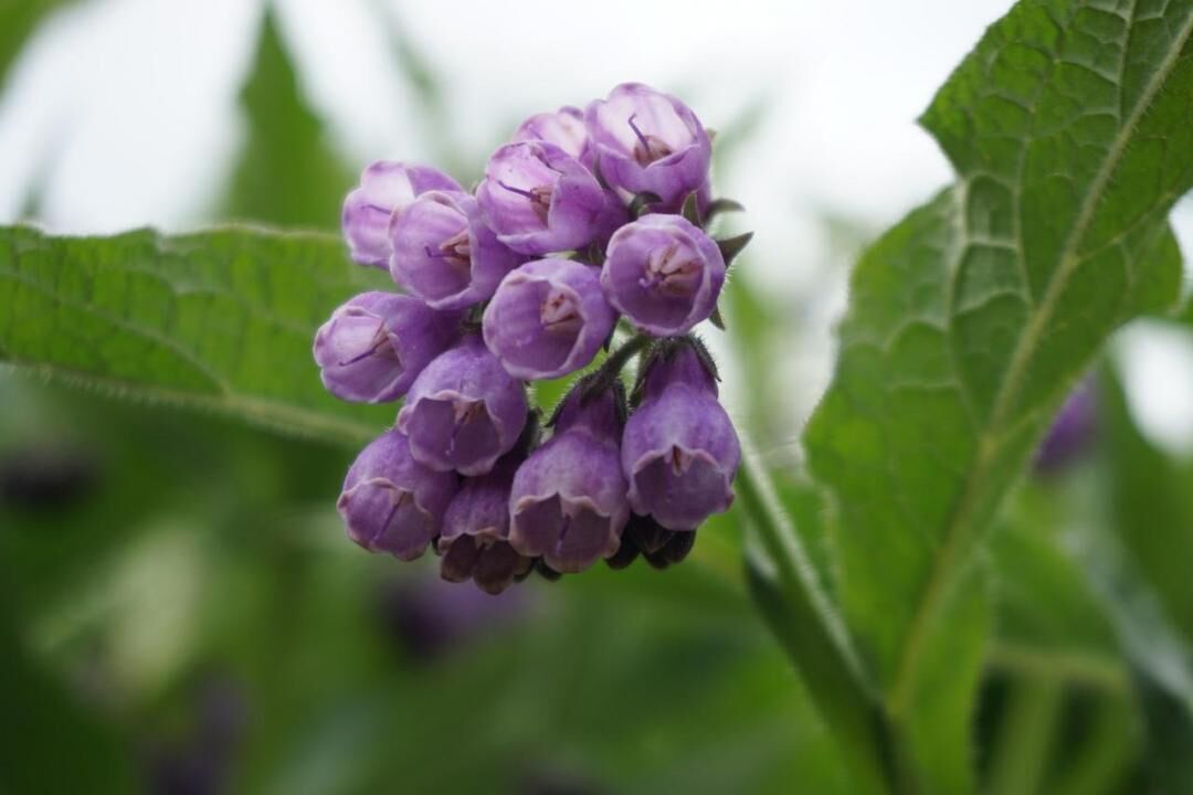 #39. Comfrey